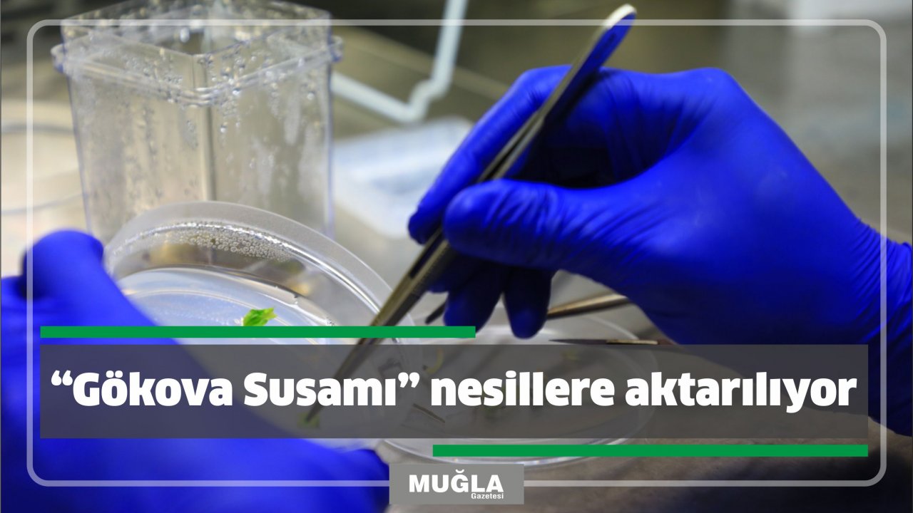 “Gökova Susamı” nesillere aktarılıyor