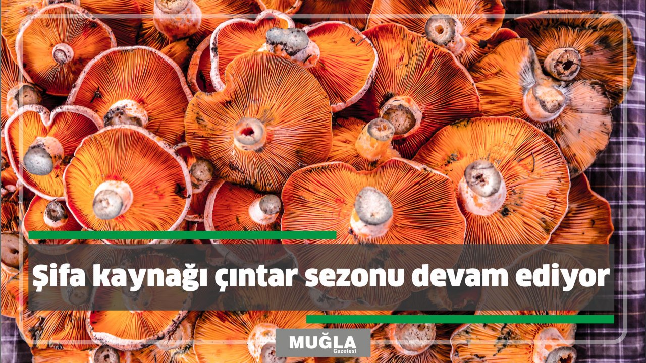 Şifa kaynağı çıntar sezonu devam ediyor