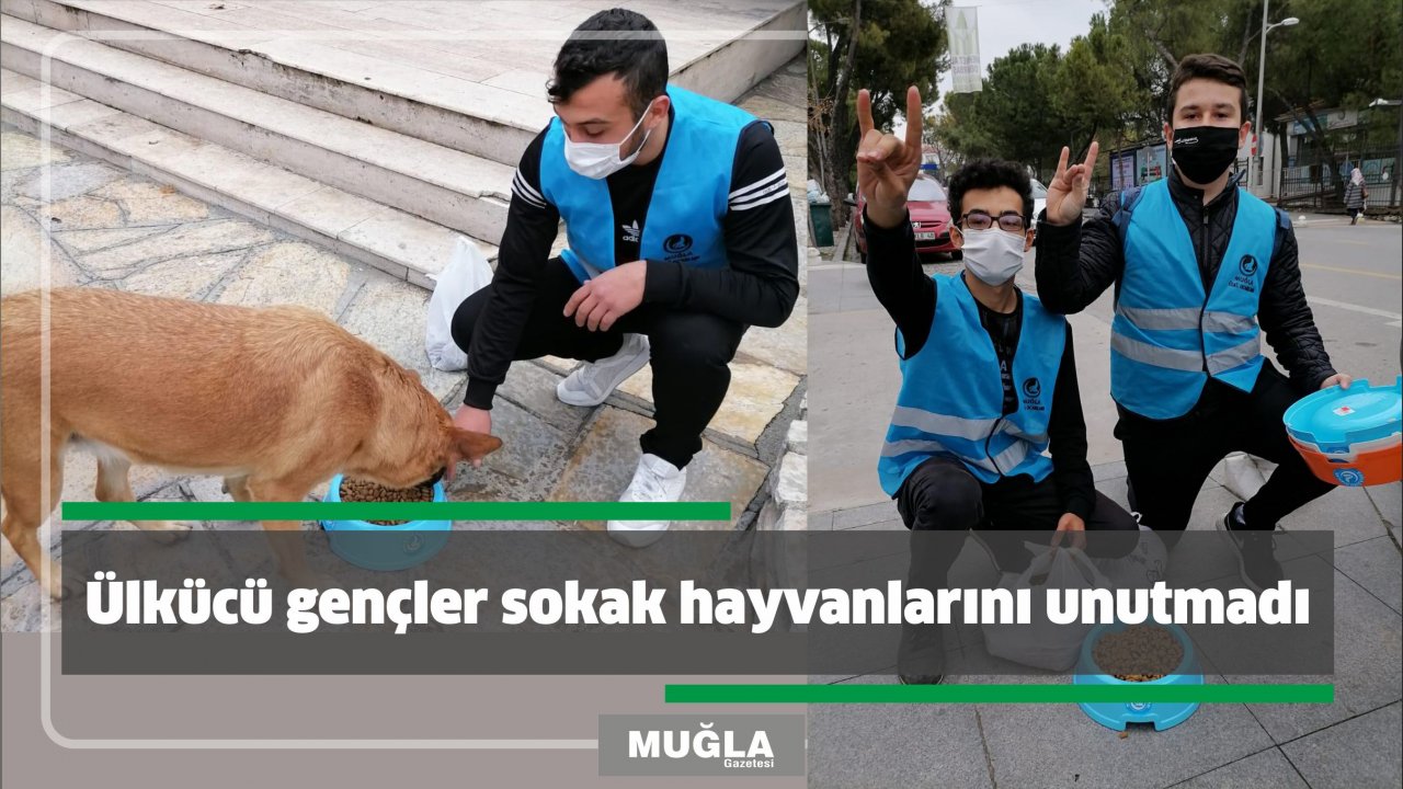 Ülkücü gençler sokak hayvanlarını unutmadı