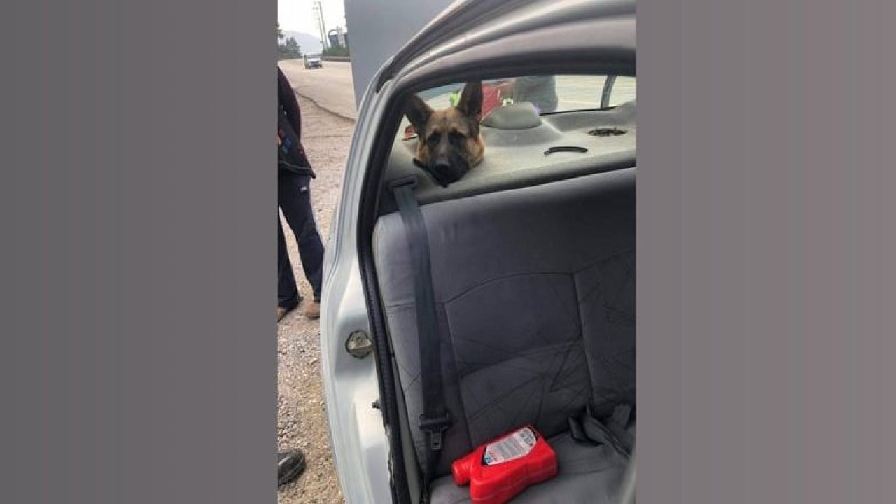 Bagaja konulan köpeğin başı sıkıştı