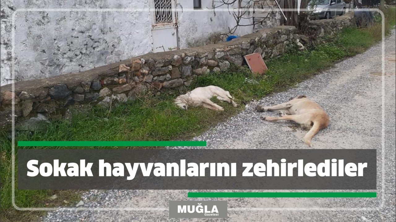 Sokak hayvanlarını zehirlediler
