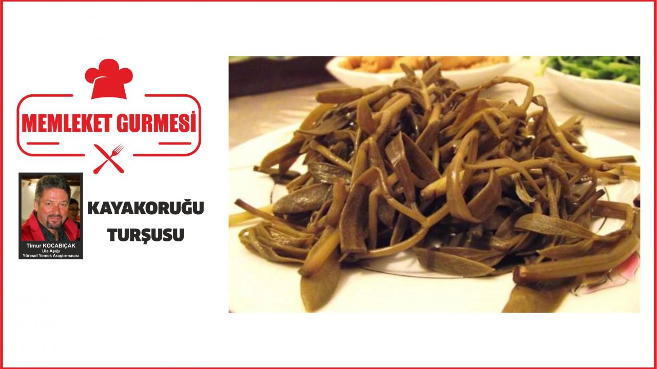 KAYAKORUĞU TURŞUSU