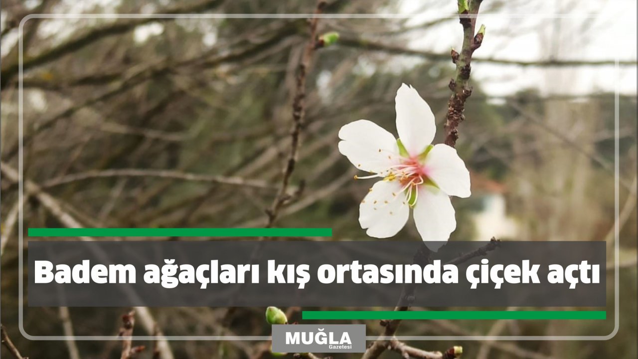 Badem ağaçları kış ortasında çiçek açtı