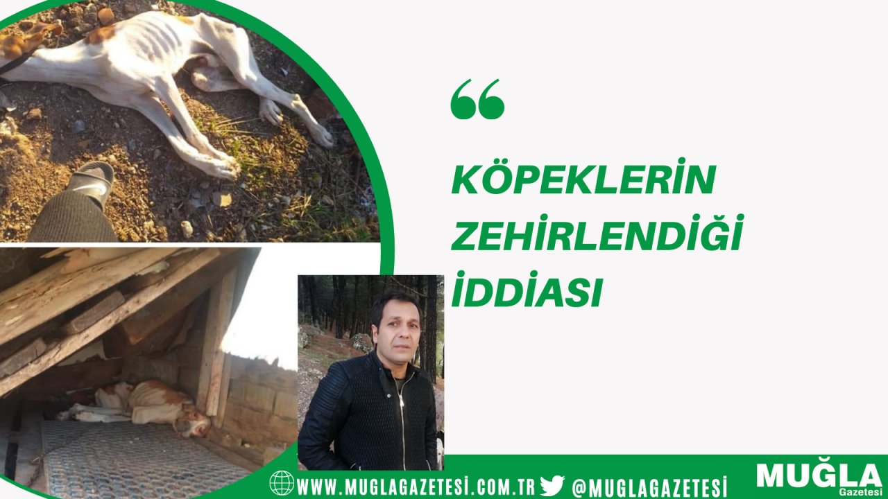Köpeklerin zehirlendiği iddiası