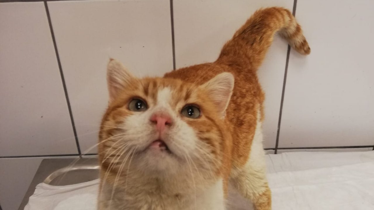 Vücuduna demir çubuk saplanan kedi kurtarıldı