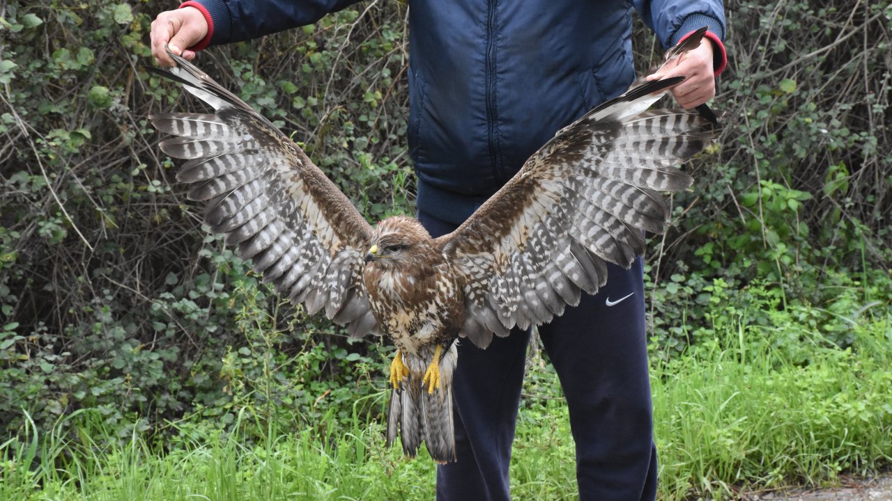 Yaralı yılan kartalı tedavi altına alındı