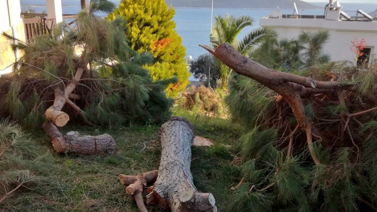 Kesilen ağaçlara tepkiler büyüyor