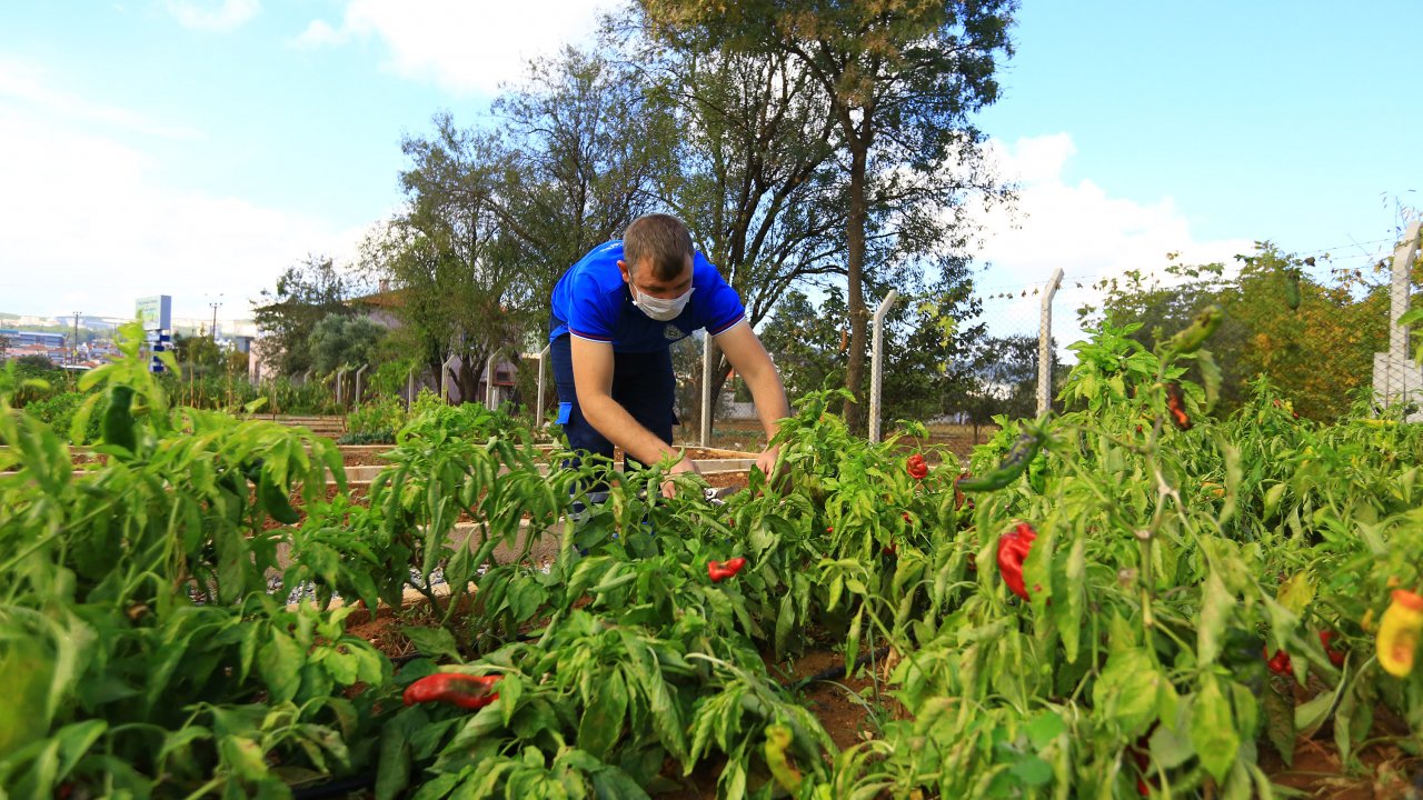 Tohumlar testten sonra halka dağıtılıyor