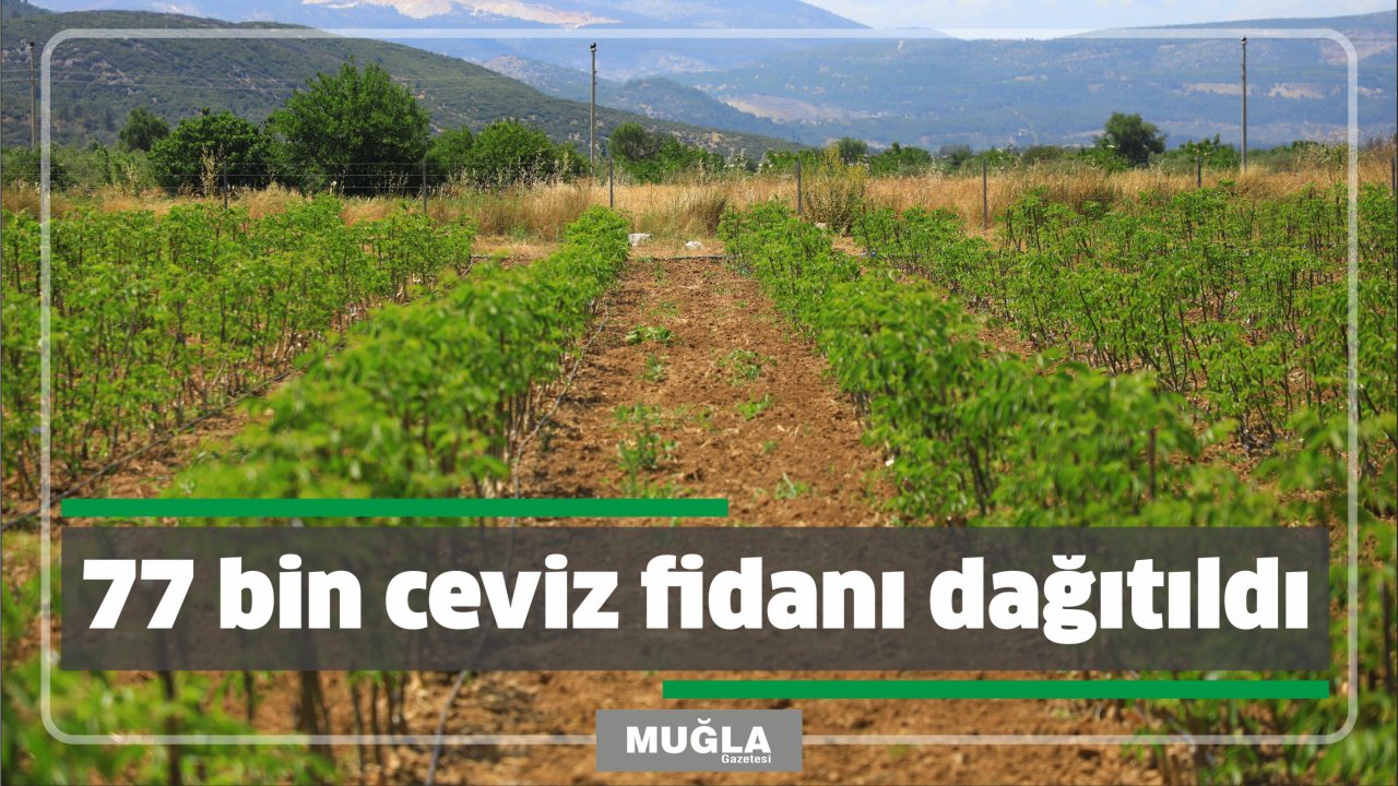 77 bin ceviz fidanı dağıtıldı