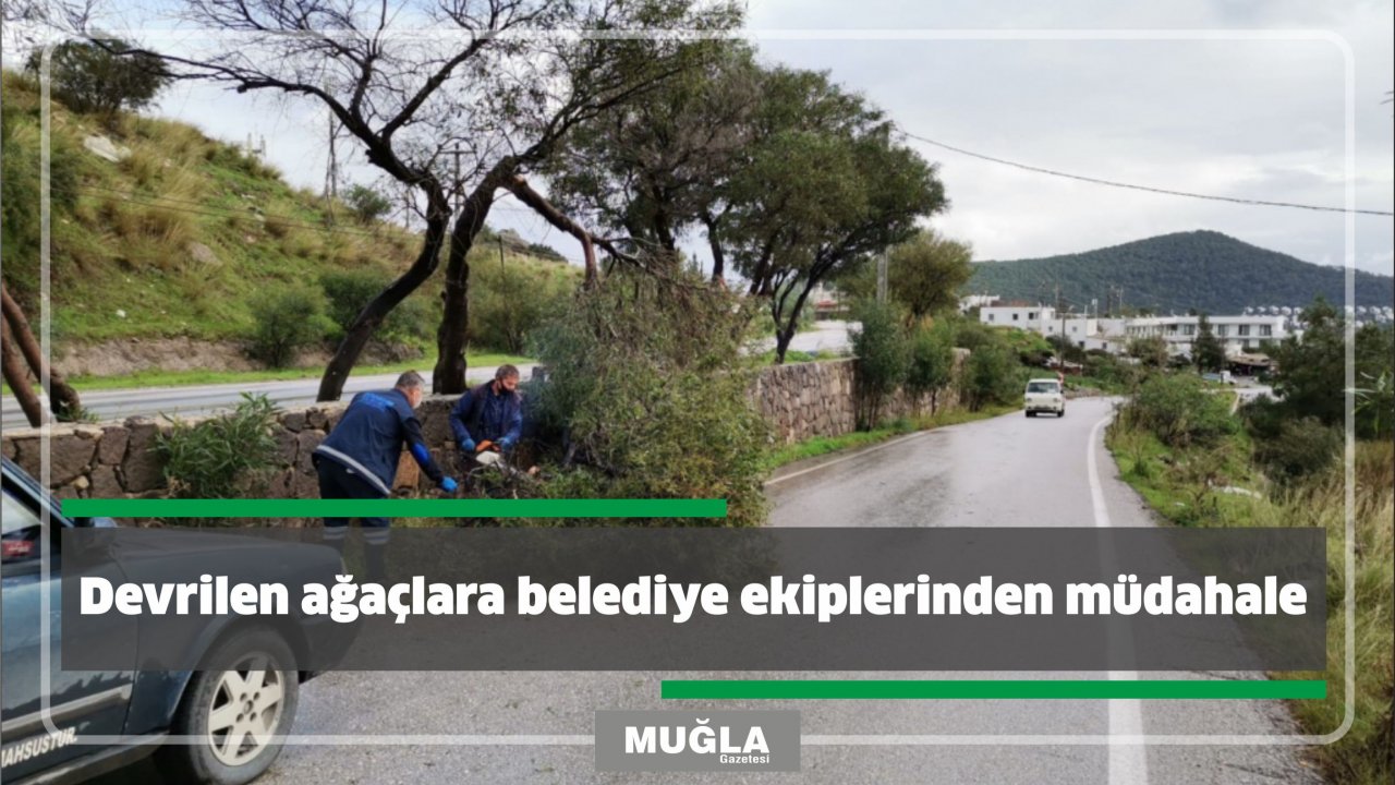 Devrilen ağaçlara belediye ekiplerinden müdahale