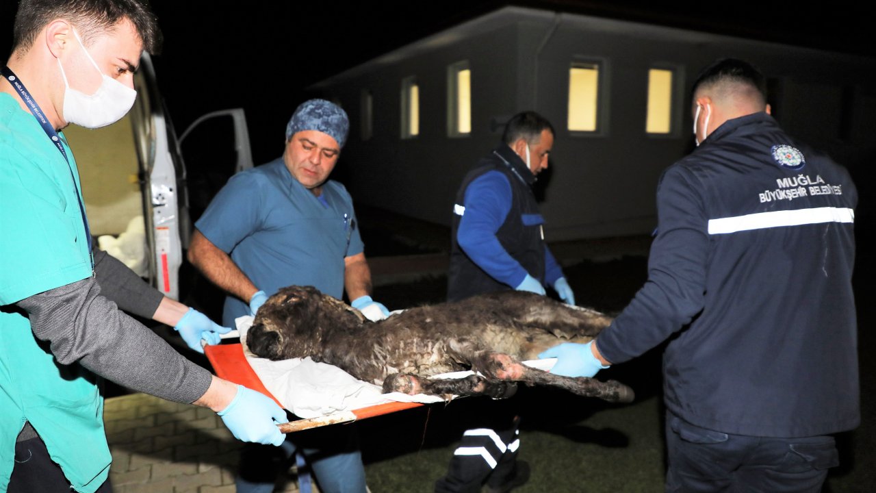 Sıpa için ekipler seferber oldu