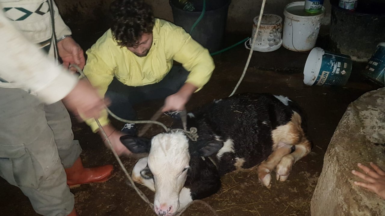 Bodrum'da kuyuya düşen buzağıyı itfaiye kurtardı