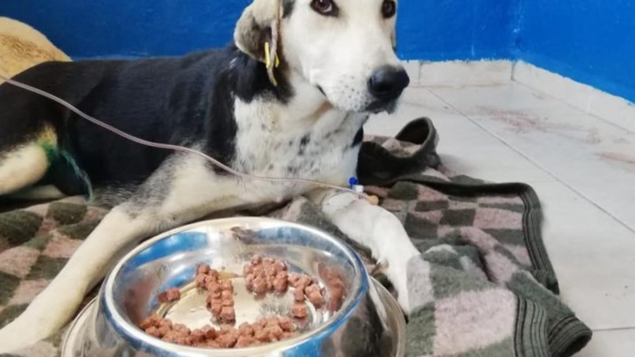 ARACIN ÇARTIĞI HAMİLE KÖPEK KURTARILDI