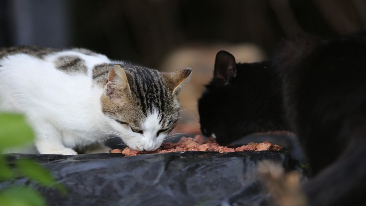 Sokak kedileri unutulmadı