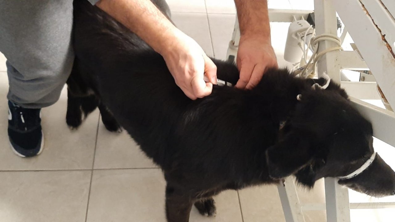 YARALANAN İKİ KÖPEĞE MÜDAHALE EDİLDİ