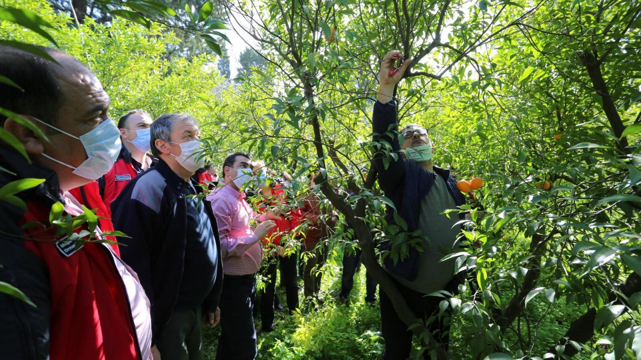 Mandalina üreticilerine eğitim verildi
