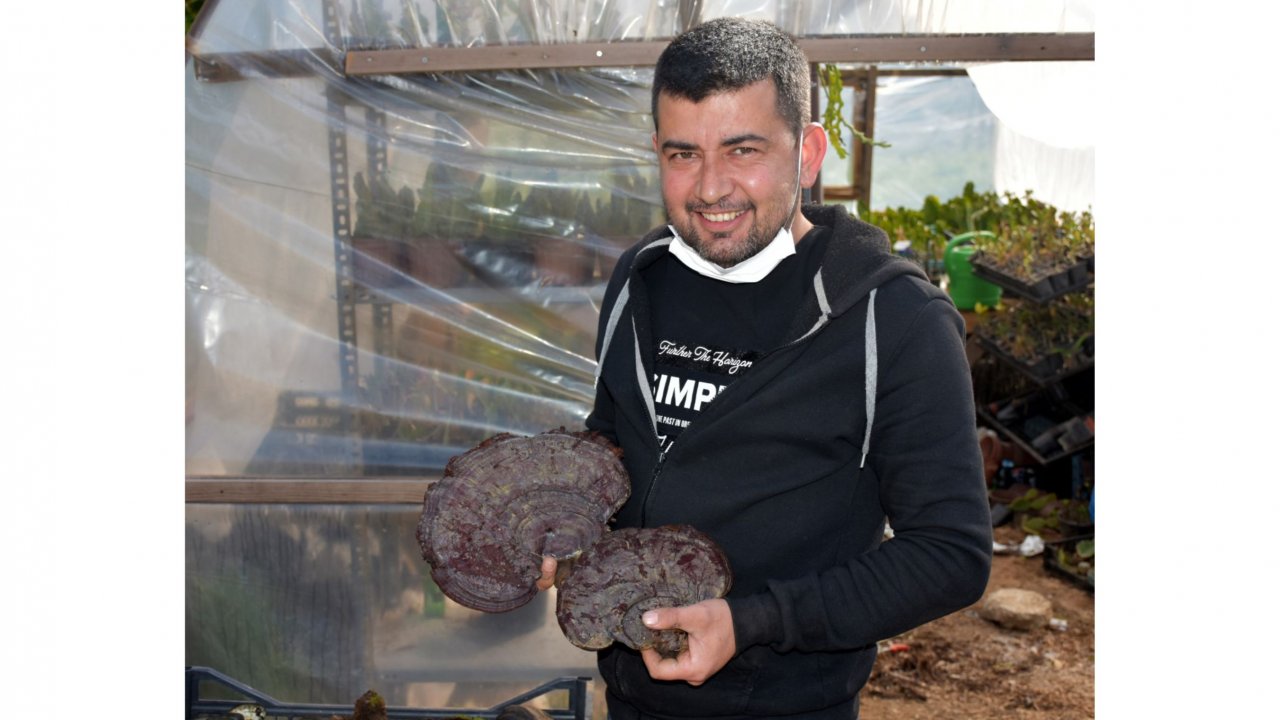 Marmarisli turizmci, şans eseri 'ölümsüzlük mantarı' buldu