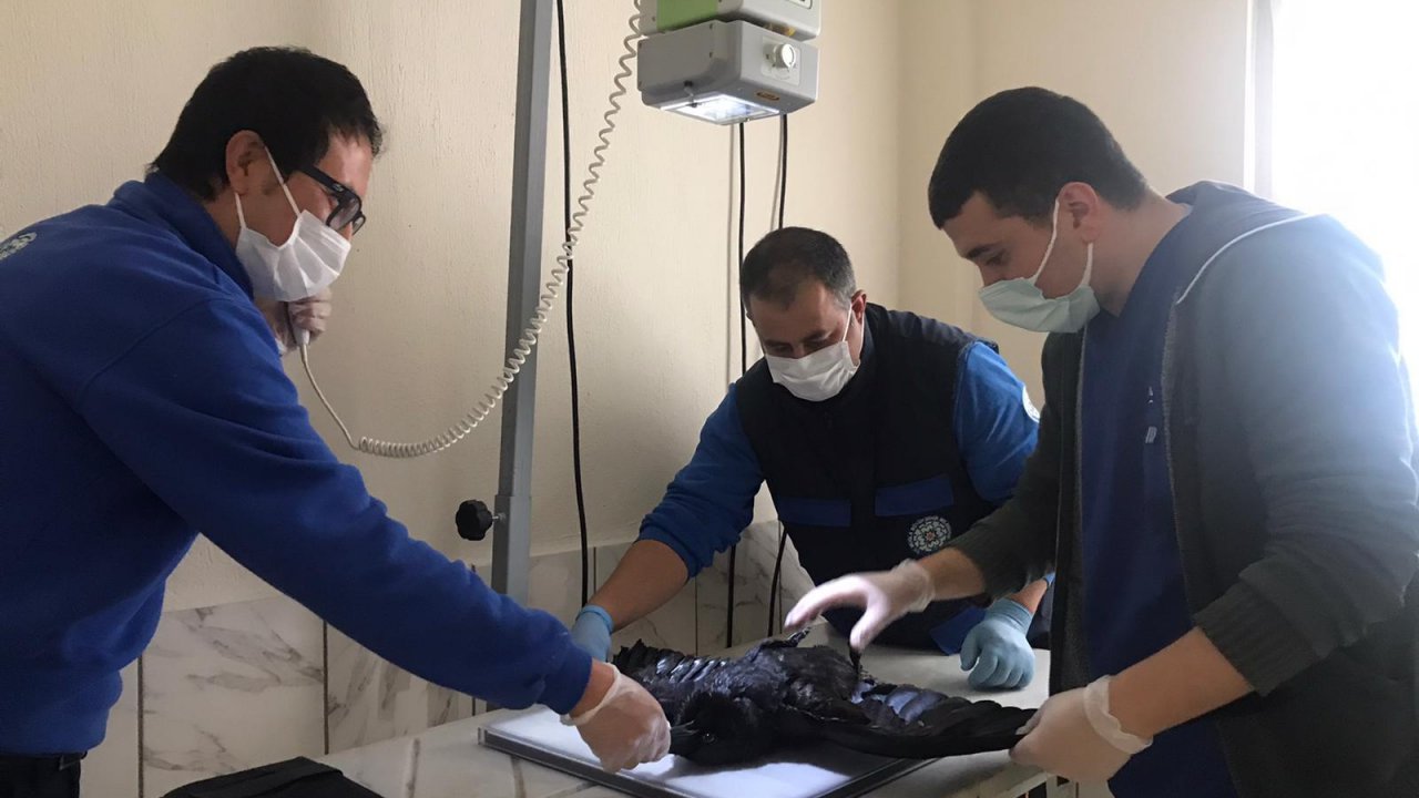 Geçici Hayvan Bakımevi’nde yaralı kargaya operasyon