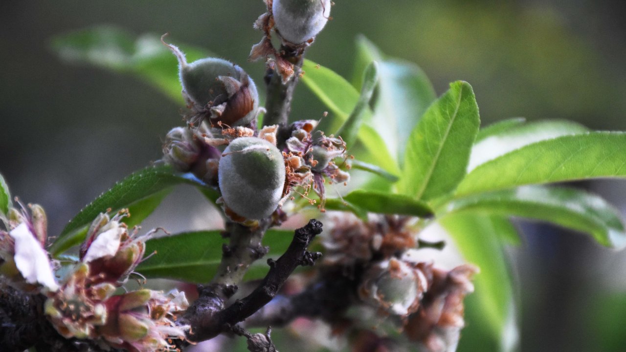 Datça'da mevsimin ilk badem çağlası hasadı başladı