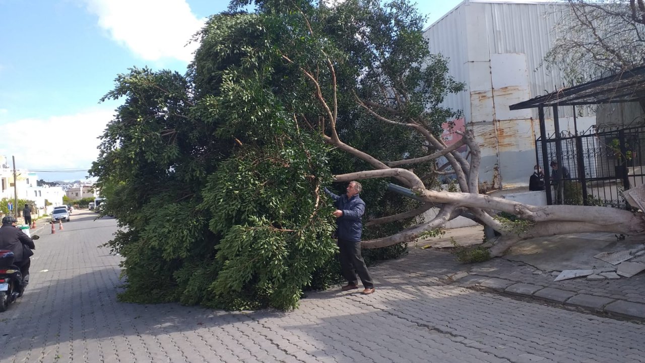 Bodrum'da kuvvetli fırtına nedeniyle bazı ağaçlar devrildi