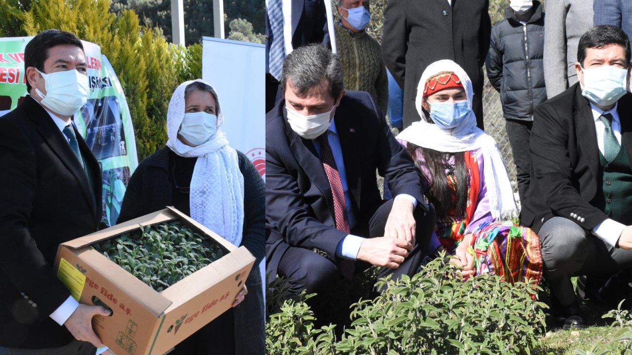 500 bin tıbbi ve aromatik bitki fidesi dağıtıldı