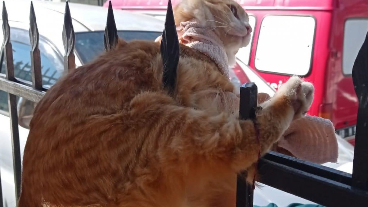 Korkuluk demirinde sıkışan kedi kurtarıldı
