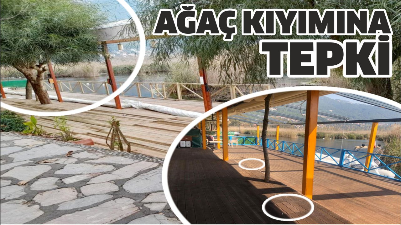 Ağaç kıyımına tepki