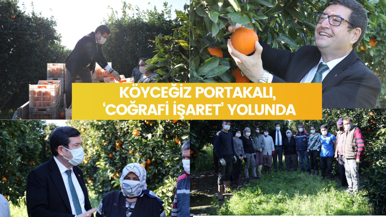 Köyceğiz portakalı, ‘Coğrafi İşaret’ yolunda