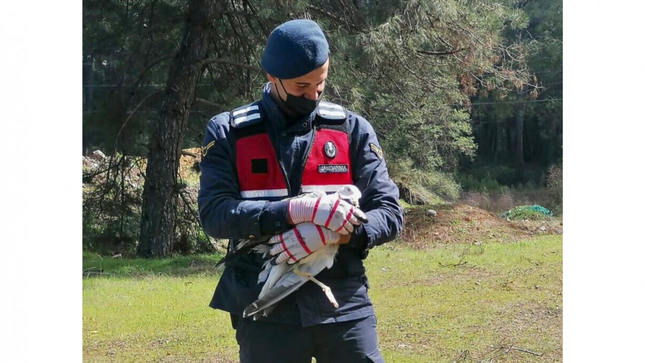 Yaralı martı kuşu tedavi altına alındı