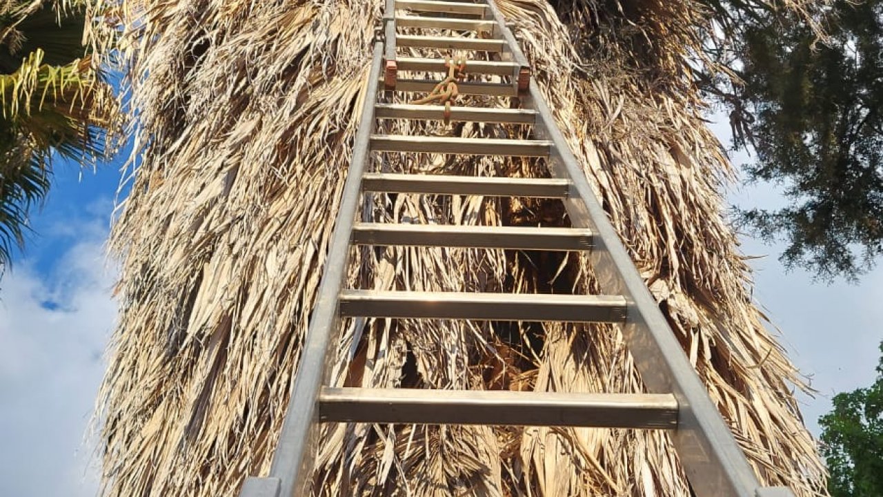 Muğla'da ağaçta mahsur kalan kediyi AKUT ekibi kurtardı