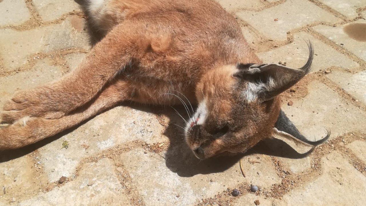 Nesli tehdit altındaki 