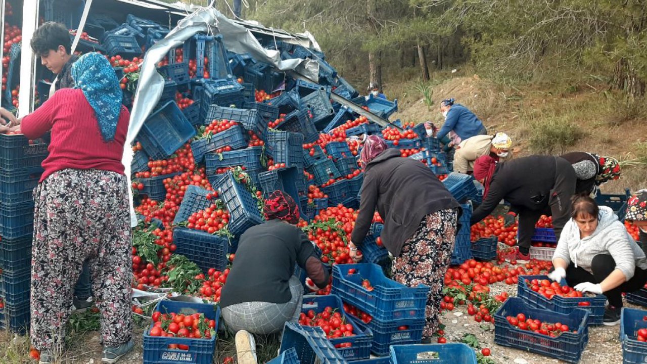 Tarım işçileri devrilen kamyondaki domatesleri toplamak için seferber oldu