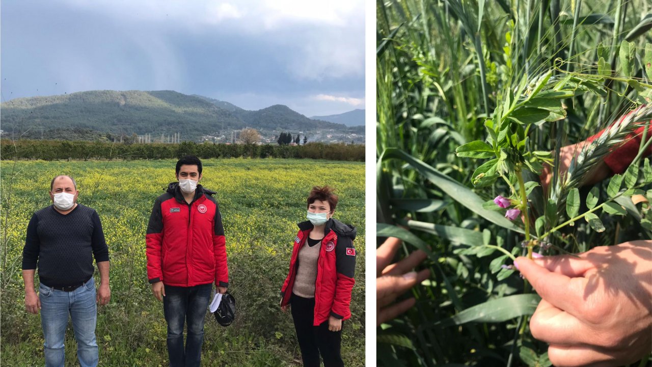 Üç ayrı projeyle yem bitkisi üretimi artıyor