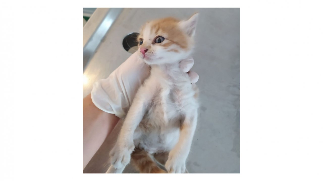 Yavru kedi, temizlik personelinin dikkati sayesinde kurtarıldı