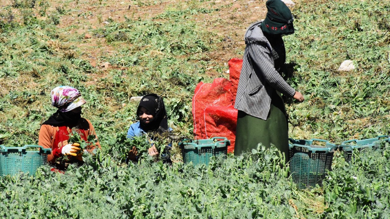Muğla'da hasadına başlanan erkenci bezelye, verimi ve fiyatıyla üreticisini sevindirdi