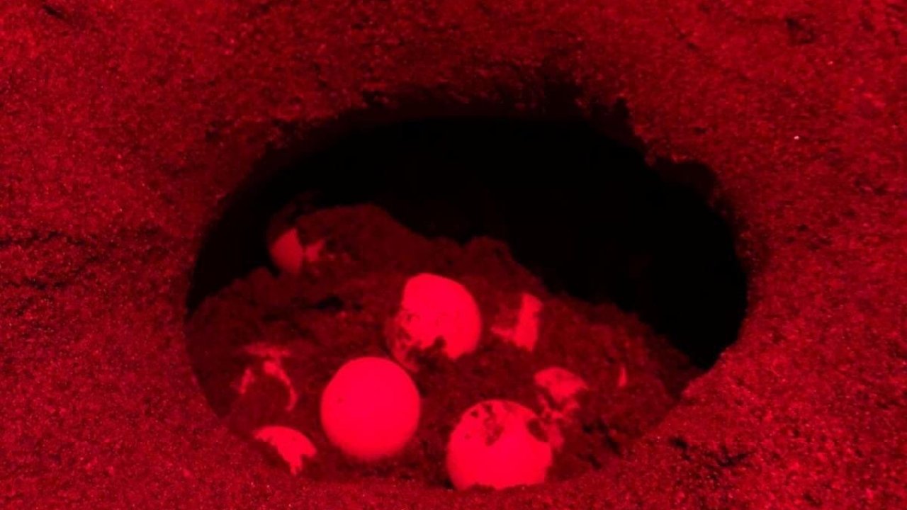 Caretta carettalar yumurta bırakmaya başladı