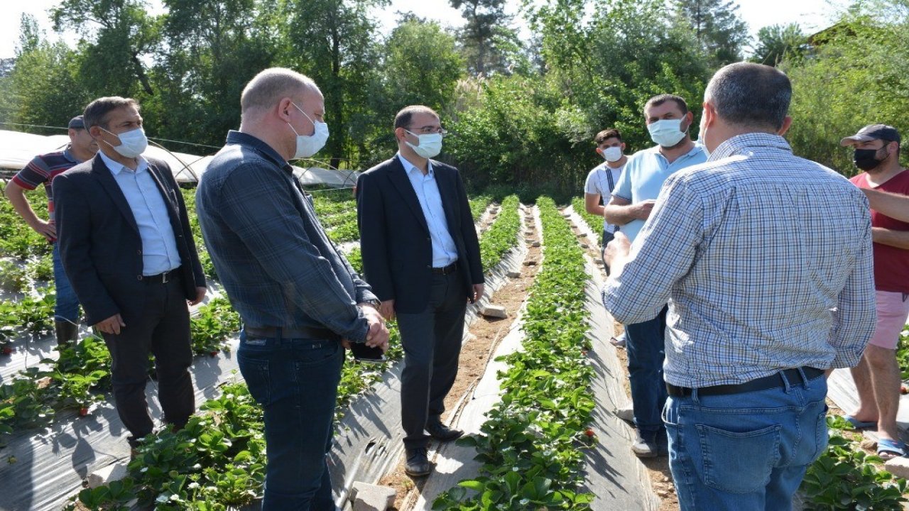 Köyceğiz'de çilek üretimi devam ediyor