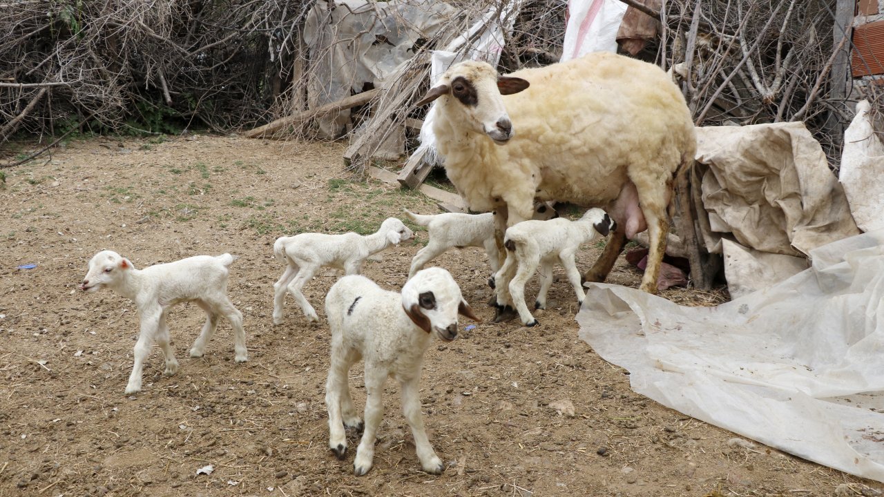 Bir koyunun tek batında 7 kuzu doğurması şaşırttı