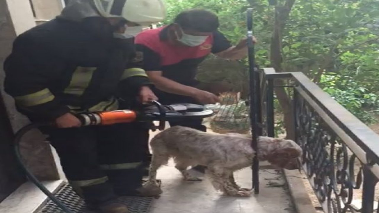 Başı korkuluğa sıkışan köpek kurtarıldı