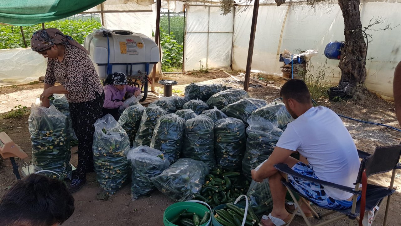 Üreticiden alınan sebze ve meyveler ihtiyaç sahiplerine ulaştırılıyor