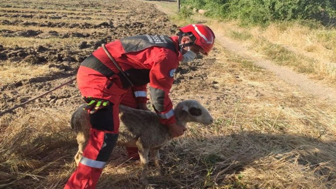 Kuyuya düşen koyun itfaiye ekiplerince kurtarıldı