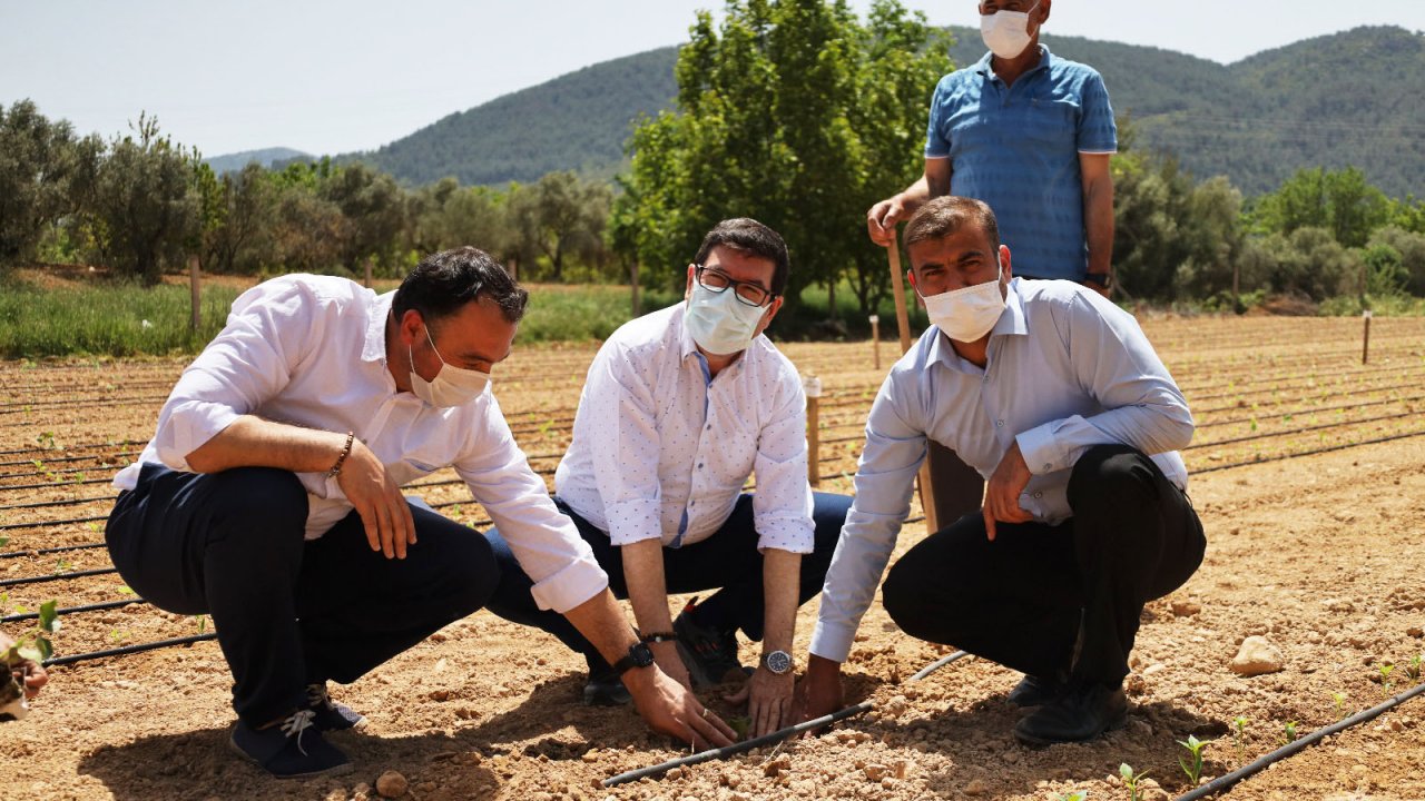 Ata tohumları Güney Ege'nin verimli topraklarında yeşerecek