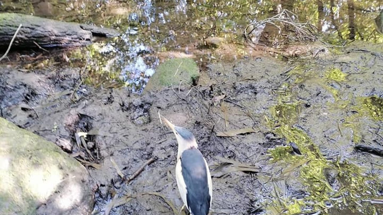 Bitkin bulunan küçük balaban, tedavisinin ardından doğaya bırakıldı