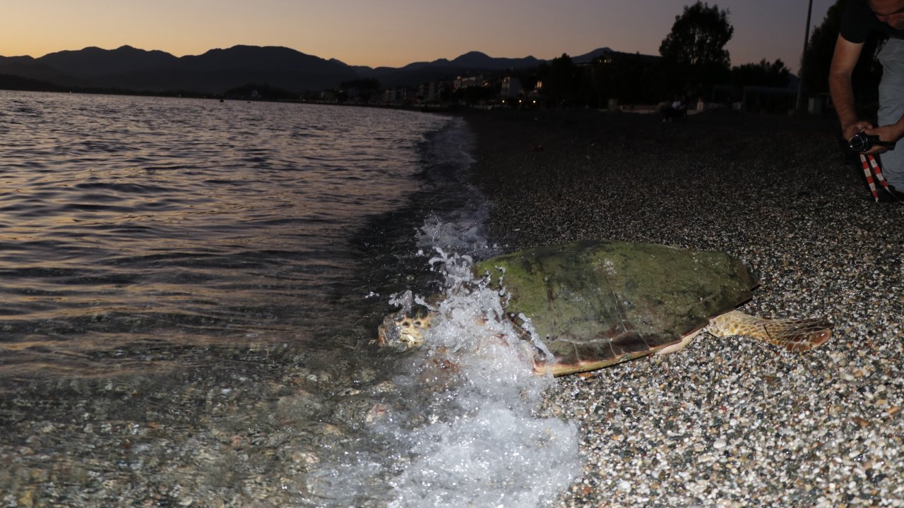 Tedavi edilen caretta caretta denize salındı