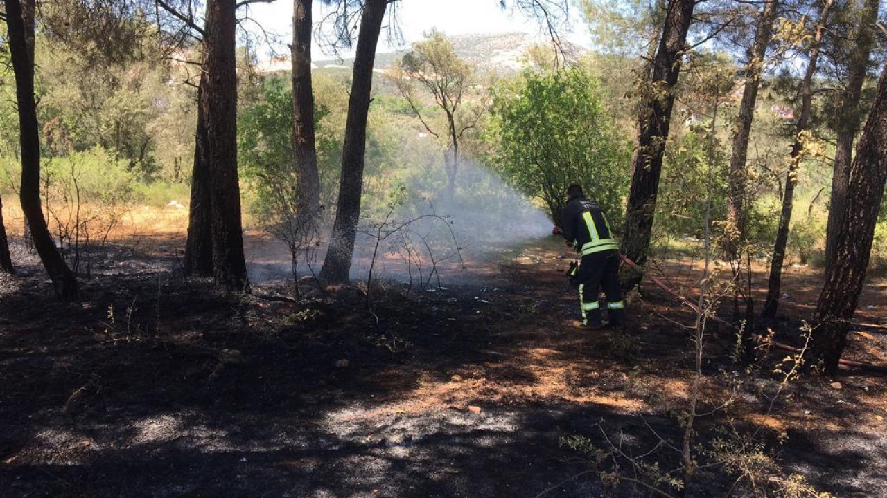 Yatağan'da çıkan yangında zeytin ve kızılçam ağaçları zarar gördü