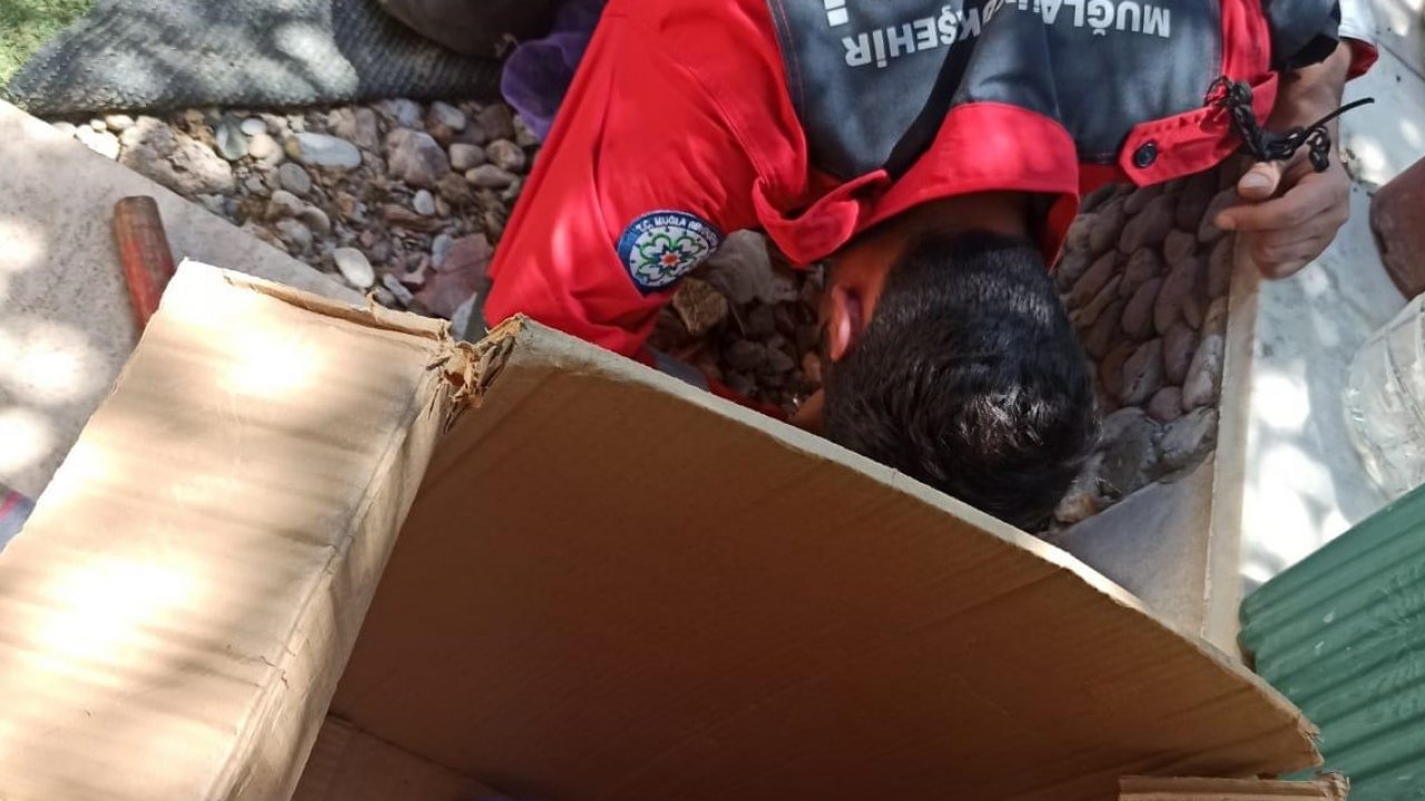 Kedi yavruları kurtarıldı