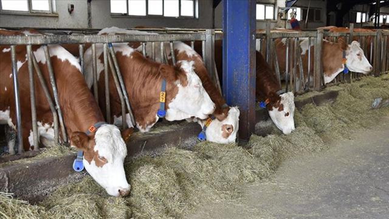 Hayvancılık için hibe destekleri açıklandı