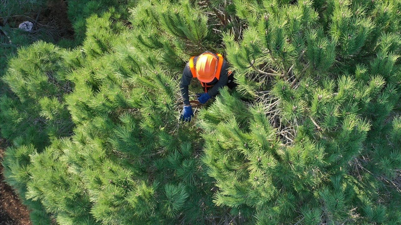 ORMAN GENEL MÜDÜRLÜĞÜ 2 BİN 83 İŞÇİ ALIMI YAPACAK