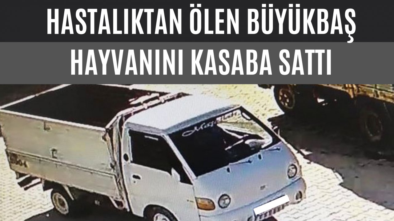 Hastalıktan ölen büyükbaş hayvanını kasaba sattı