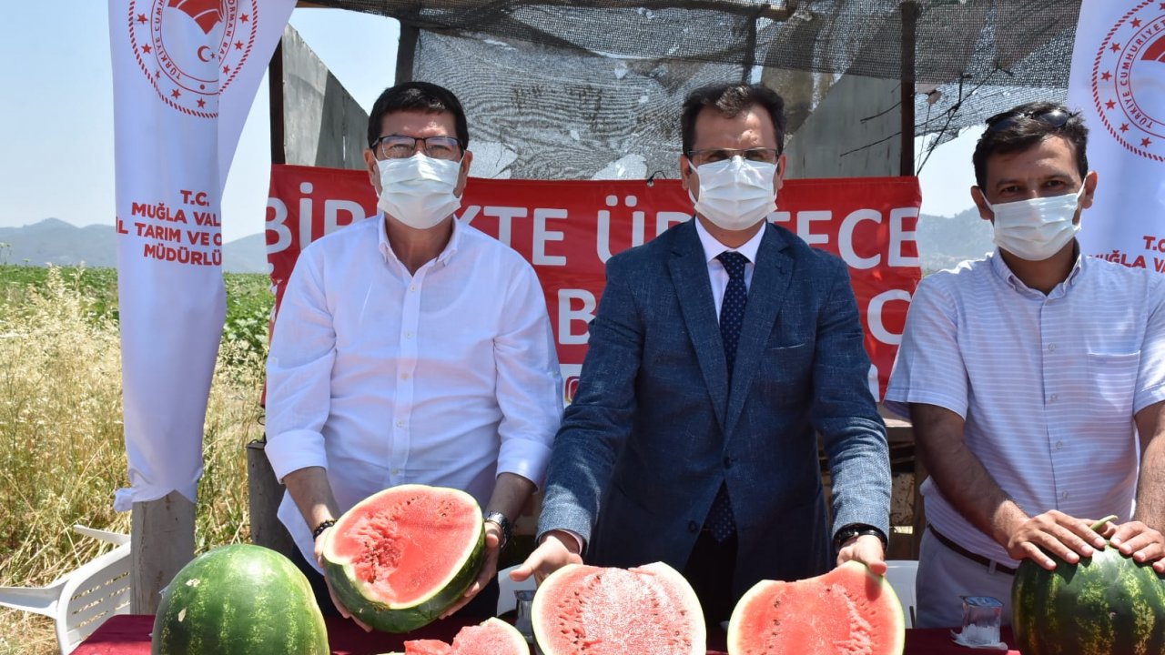 Karpuz fidesi dikimi ile karpuz hasadı aynı dönemde yapıldı